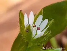 c];艇j犮躙湡缕夜鷇?;扦?D瓒??獧耔?+幖稞?s??_|7^XaQ绚栯憙&amp;h戗F絥値XDB\濚?v??+`﨏}T?姣ァi禍S	烈3wG?兏的简单介绍-ayx